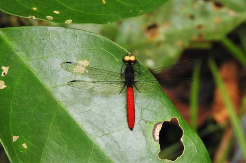 Fylgia amazonica